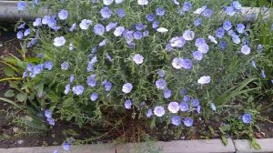 ЛЕН МНОГОЛЕТНИЙ ДЕКОРАТИВНЫЙ- красивый и неприхотливый цветок.