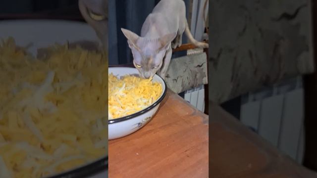 Прикол#говорящийкот #cat #Аби #котики #Абі #сфинкс #смешно #смешныеживотные #canadiansphynx #кошка смотреть онлайн