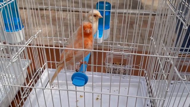 Выставка в Казахстане. город Шымкент. 1 - часть смотреть онлайн