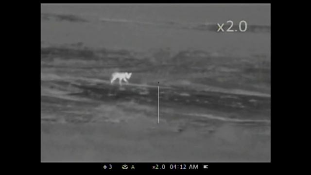 Predator Management with the Pulsar Apex XD50 Thermal Scope - Coyote Spin смотреть онлайн