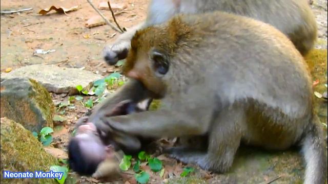 MILLIONS BREAKING HEART_ THE MISERABLE LIFE OF BABY MONKEY || WHY ADULT MONKEY MISTREATED BABY ONE? смотреть онлайн