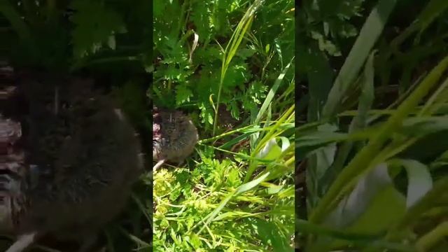 Земляная собачка#джекрасселтерьер #майк #монини#СемьяДРТ смотреть онлайн