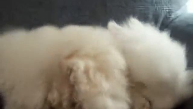 Warning Extreme Cuteness Part 2 Bichon Frise Loving Lion Head Bunny смотреть онлайн