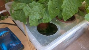 Гидропоника, выращиваем помидорки черри. 75 Дней