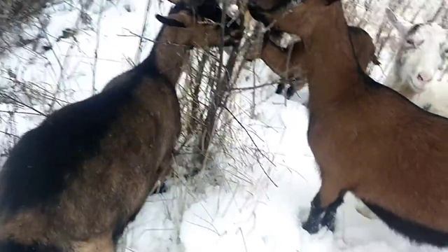 Чтобы козы не убегали?Как ЗАПУСКАЮ коз в этом году?Вид ЗДОРОВОЙ козы?Пророщенное зерно для КОЗ смотреть онлайн