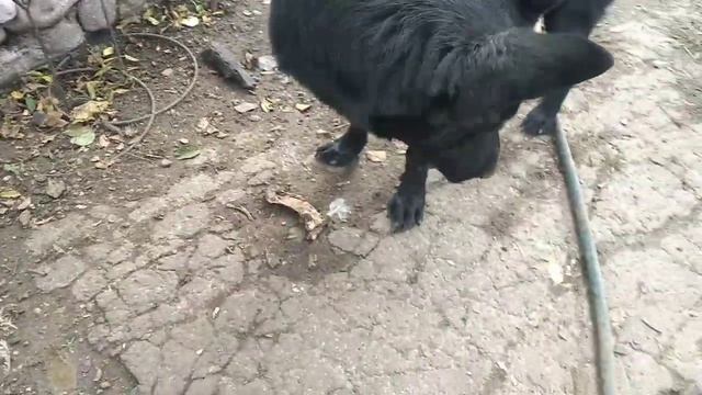 С УТРА У СЕСТРЫ/ ГОТОВЛЮ БОРЩ?Пеку шарлотку смотреть онлайн