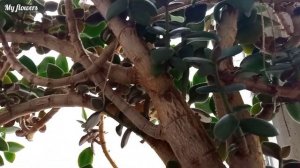 Денежное дерево которому больше 20 лет.Уход в домашних условиях.Почему называют "Денежное дерево"