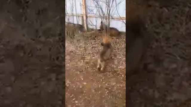 Зонарная немецкая овчарка (лохмач) смотреть онлайн