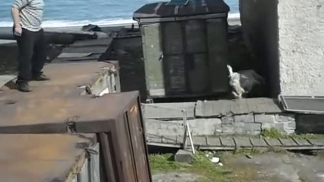 WOLF vs WHITE BEAR EPIC SIBERIA CLASH (ORIGINAL VIDEO) смотреть онлайн
