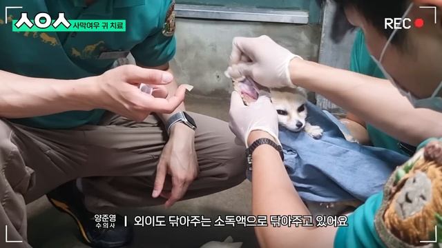 (SUB) 펠리컨 치료해주고 두들겨맞는(?) 에버랜드 수의사의 일상ㅋㅋㅋ│브이로그│Everland Vet Vlog смотреть онлайн
