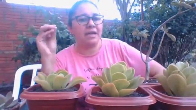 Un paneo de lo transplantado y de mi jardin!!!! смотреть онлайн