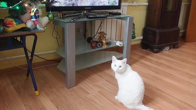 #САМАЯ УМНАЯ #БЕЛАЯ #КОШКА СМОТРИТ #TV в #МИРЕ #ЖИВОТНЫХ #БОЛЬШЕ #НРАВИТЬСЯ ПРО #ПТИЦ #RUS #YTB #DE смотреть онлайн