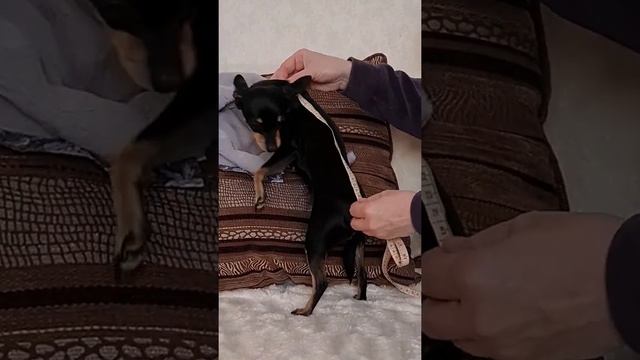 Как подобрать одежду собаке. Советы эксперта собаковода Вероники Пустовет. #Shorts смотреть онлайн