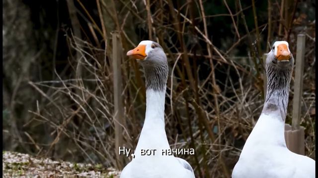 Я тебе духи купил