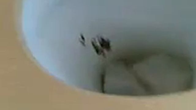 Неудачный стих