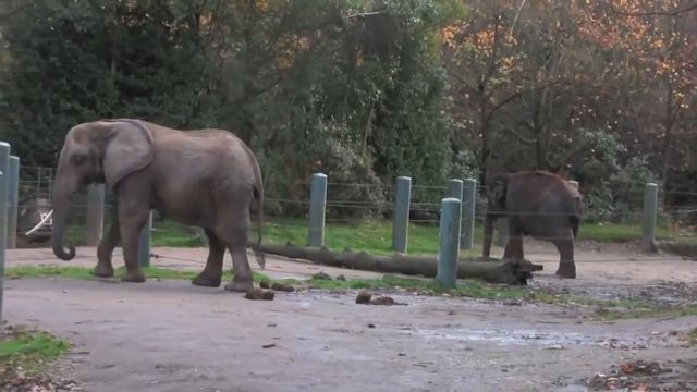 Danielle communicates with WPZ Elephants 2015 смотреть онлайн