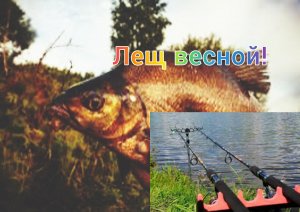 Как ловить леща весной? На какие наживки и в каких местах надо ловить леща? Лещ весной