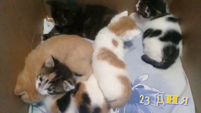 Развитие котят от 0 до месяца.Как взрослеют малыши. смотреть онлайн