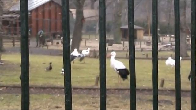 Зоопарк на острове Магрит. Цапли смотреть онлайн