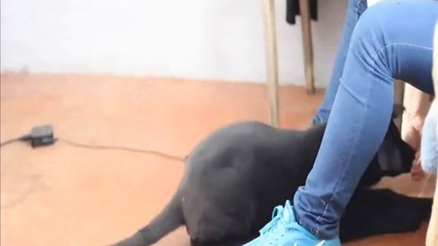 Черная немецкая овчарка, дрессировка щенка два месяца смотреть онлайн