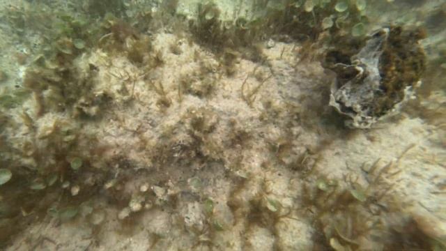 Ядовитые морские слизни на пляже! Что будет если потрогать? смотреть онлайн