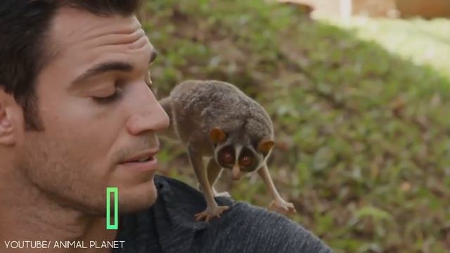 10 Cutest Exotic Animals You Cannot Own As Pets смотреть онлайн