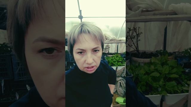 Соцконтракт на ЛПХ Иркутская область. Выпуск 5. 12 мая 2023г. Смета расходов и доходов. #соцконтрак смотреть онлайн