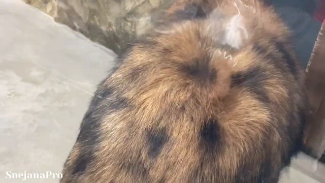‼️В Харьков привезли пингвинов. Харьковский зоопарк зимой. Бесплатное посещение зопарка с QR кодом смотреть онлайн