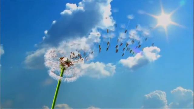 Футаж Одуванчик смотреть онлайн