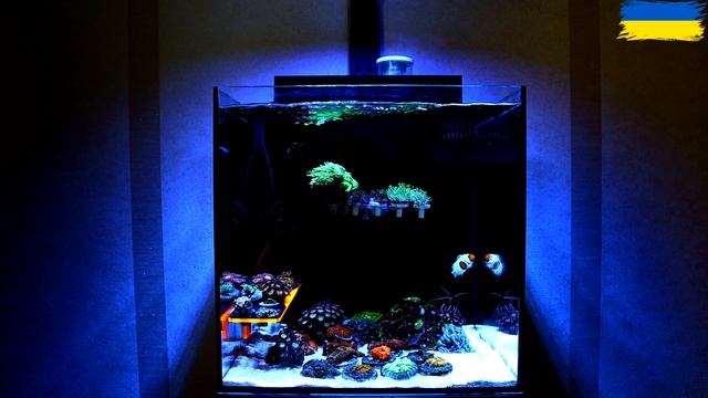 my new mini reef | reef tank 80 | з більшого до меншого смотреть онлайн