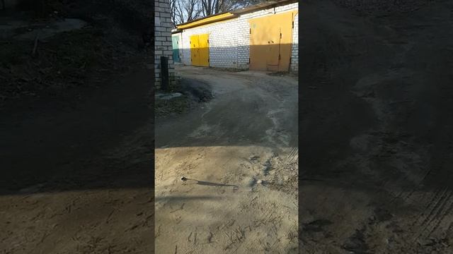 Птица стучится в окно машины. смотреть онлайн