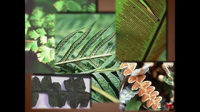 Le Felci dell'Orto botanico di Napoli - mgtvideo смотреть онлайн