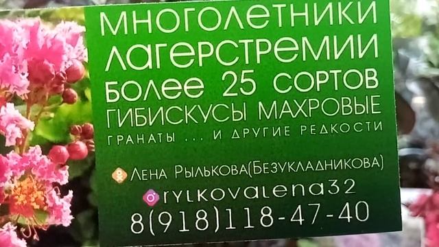 Выставка комнатных растений в Краснодаре. Суббота удалась! смотреть онлайн
