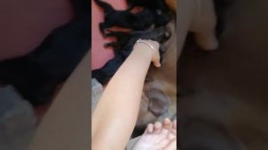 Как отличить щенков таксы от метисов собаки породы такса