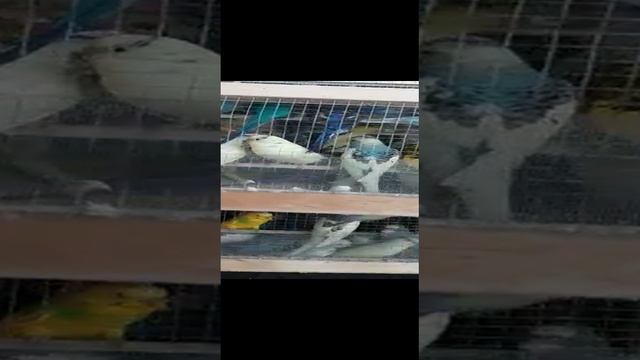 В Екатеринбург прилетели 258 попугаев из Краснодарского края