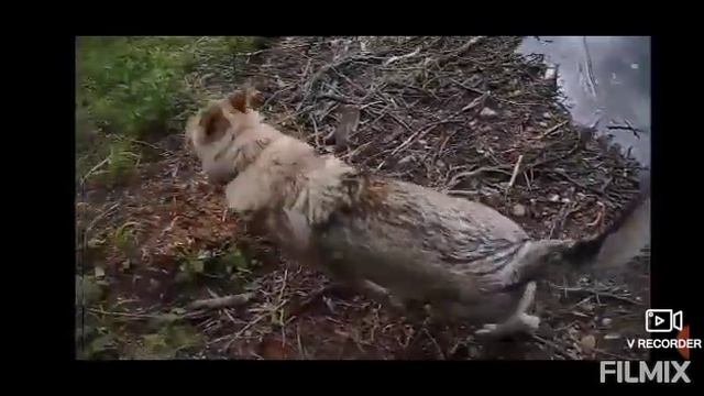 Все о породе Чехословацкий влчак смотреть онлайн