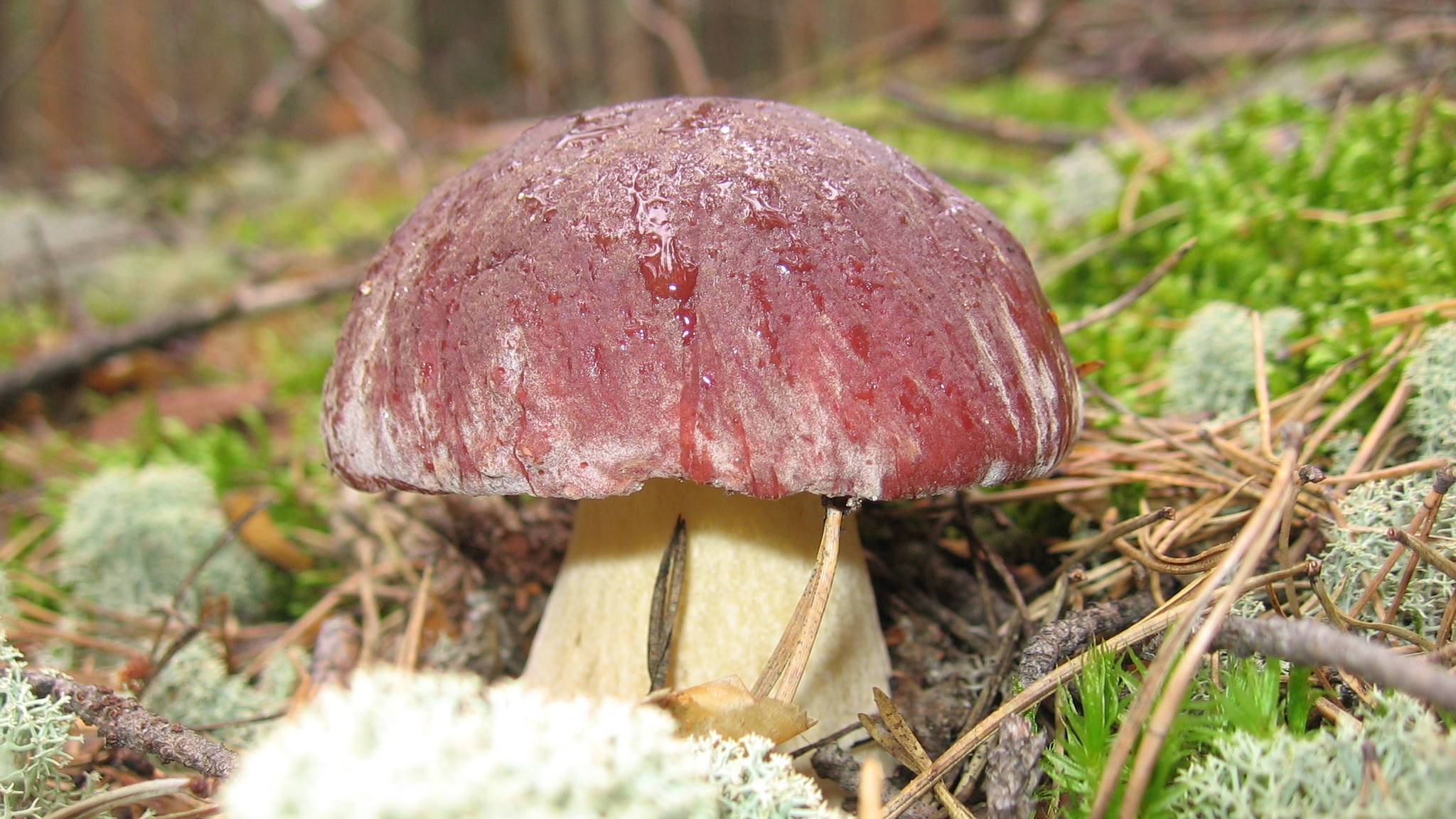 ТИХАЯ ОХОТА 2021. За грибами в Тимирязевский лес. Сбор белых грибов в 2021 году. Грибы 2021. смотреть онлайн