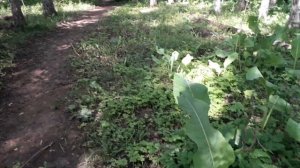 Алма-Ата. Казахстан. Березовая роща. Санаторий Ак-Кайын. 26.05.2022.