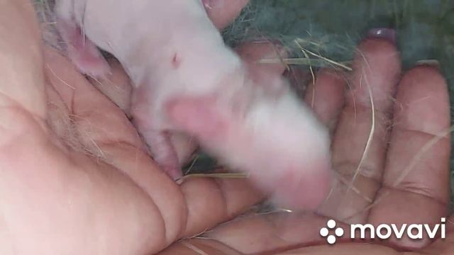 Окрол крольчихи Белый Великан от Фландера. Пять первых дней из жизни новорождённых крольчат. смотреть онлайн