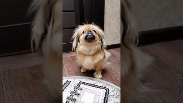 Сметана Фёдоровна... ??? смотреть онлайн