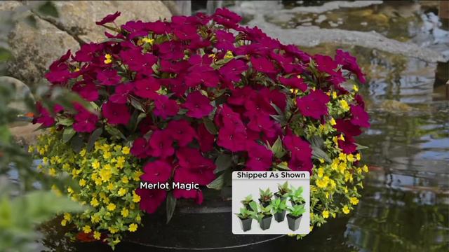 Cottage Farms 8-piece Hearts Desire SunPatiens Collection on QVC смотреть онлайн