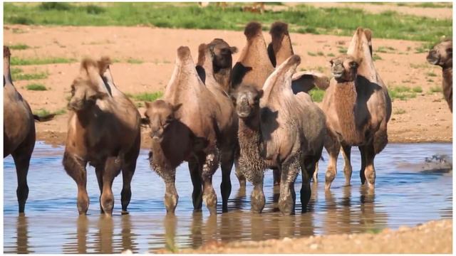 Animal Planet 4K - Scenic Wildlife Film With Inspiring Music