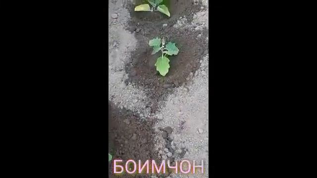 МАРХАМАТ БА АГАРОТИ МО ЧОБУК БДАЙ 😂😂😂 смотреть онлайн