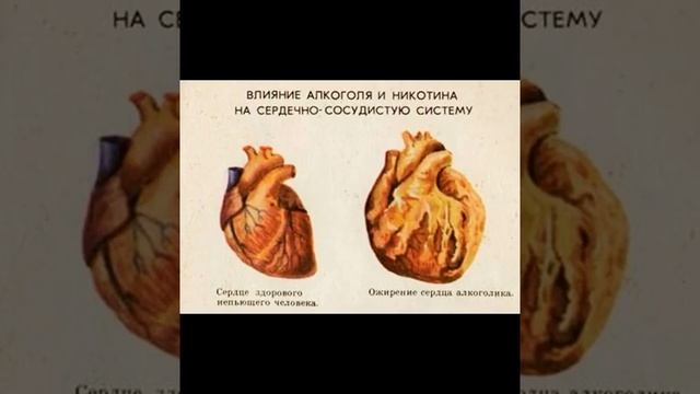 ВЛИЯНИЕ АЛКОГОЛЯ НА ОРГАНИЗМ ПОСЛЕ 40 ЛЕТ смотреть онлайн