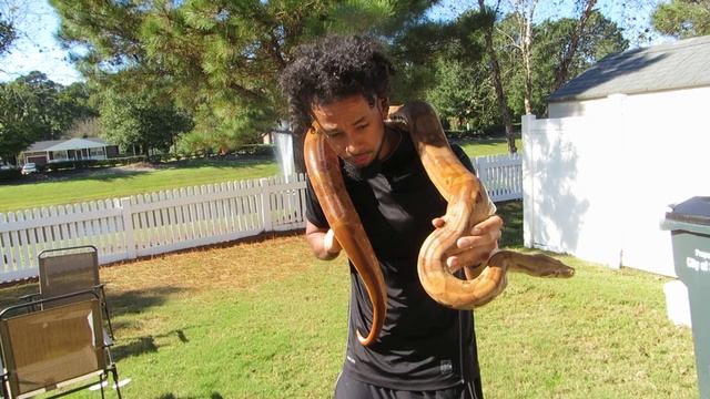 My Boa Constrictor Tori | Breeding tips | How to handle a redtail boa constrictor смотреть онлайн