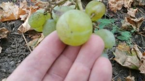 К-ш  Винограду Ленд крузер ?????