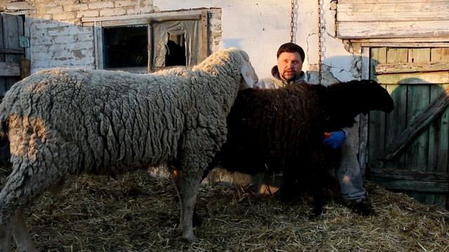 Сравнение баранов. Меринос или курдючный? Почему не хотим держать гиссар смотреть онлайн