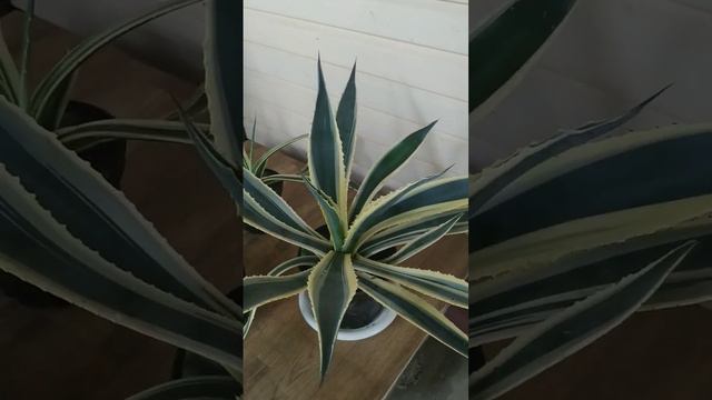 Агава хочет домой в теплую комнату смотреть онлайн