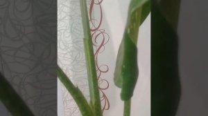 Диффенбахия- обрезка и омоложение !!!