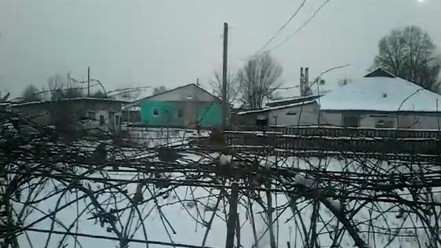 Зима - 20 °С!!! Я недостриг виноград осенью и накормил птиц зимой ))))